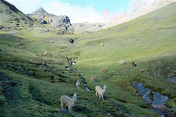Lares - Llamas