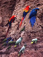 Tambopata
