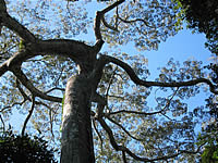Tambopata