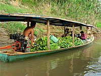 Tambopata